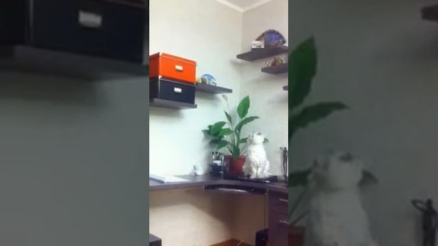 Мышь лезет на шкаф смотреть онлайн