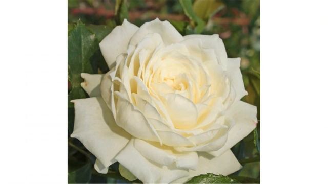 Alaska Rose Kordes Large-Flowered Climber смотреть онлайн