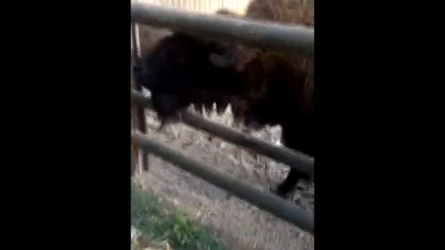 Зубр в зоопарке смотреть онлайн