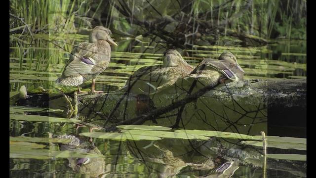 Животные озера Белое