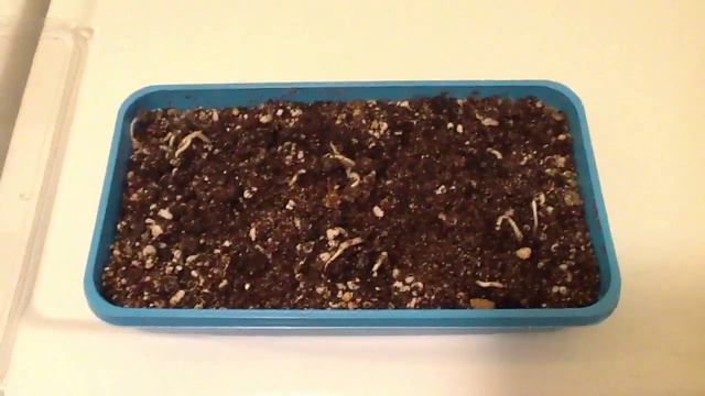 Trachycarpus Fortunei Germination смотреть онлайн