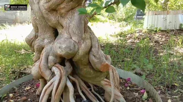 Kumpulan Bahan Bonsai Gaya Neagari, Ekspose Akar dan Ekstrim смотреть онлайн
