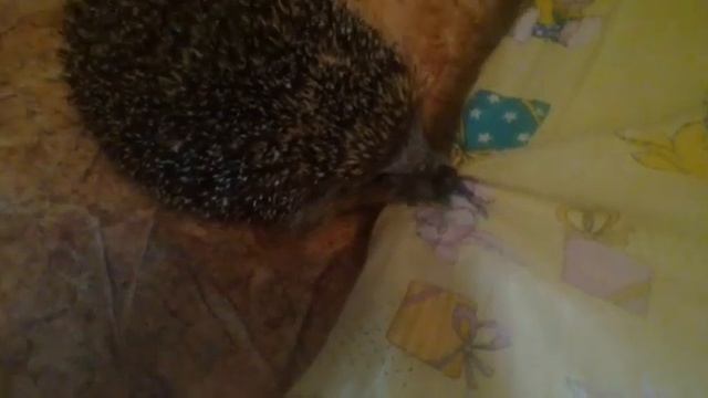 Ёж опасный зверь смотреть онлайн