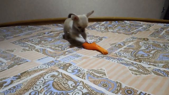 Чихуахуа 🐶и новая игрушка/Первый лай щенка смотреть онлайн