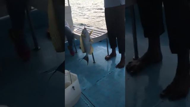 РЫБАЛКА НА МАЛЬДИВАХ!🐠🦈🌊 смотреть онлайн