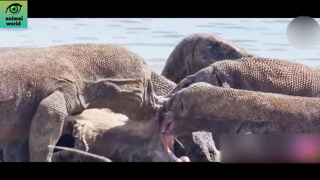 45 Horrible Moments Komodo Dragon Attack Cameraman... смотреть онлайн
