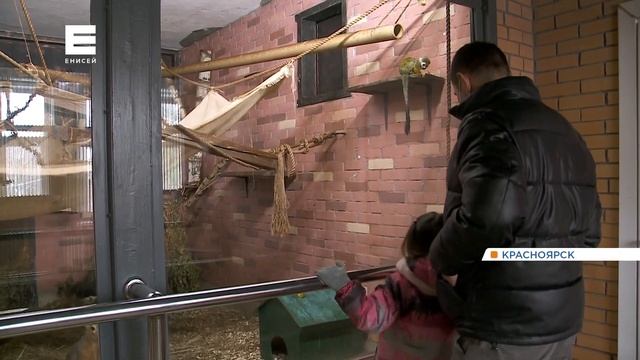 «Роев ручей» после карантина открыл экспозицию с приматами: репортаж смотреть онлайн