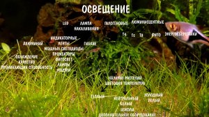 КАКОЕ ОСВЕЩЕНИЕ ВЫБРАТЬ ДЛЯ АКВАРИУМА