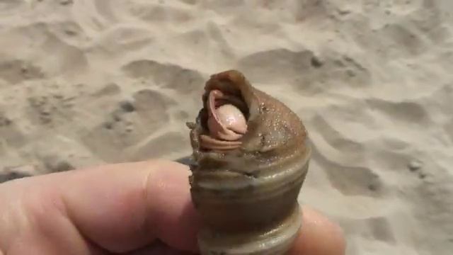 Goa beach, Indian ocean,running shells.Гоа, пляж Индийского океана.Убегающие ракушки. смотреть онлайн