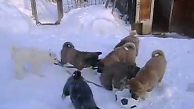 Лайки и акиты. смотреть онлайн