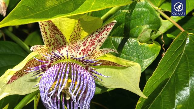 Maracuya Passiflora edulis) | Essential-Oil-Plant Portrait by Dr. Malte Hozzel смотреть онлайн