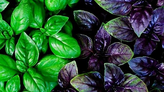 Базилик: азы выращивания, как вырастить базилик, базилик в теплице, рассада базилика, саженцы смотреть онлайн