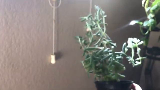 PLANT TOUR PART 2 / EASY, LOW LIGHT HOUSEPLANTS смотреть онлайн