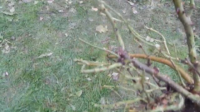 Готовлю к укрытию штамбовую розу смотреть онлайн