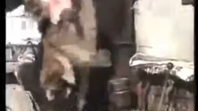 Шубы делают из кожи кокихто сущевст смотреть онлайн