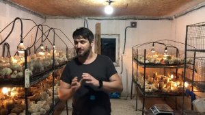Выращивание бройлеров у себя в курятнике, бизнес на бройлерах, содержание бройлер как бизнес, кобб