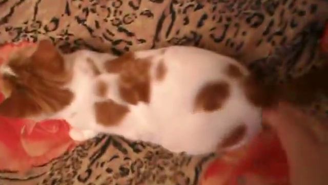 Чайная Роза Валеджио смотреть онлайн