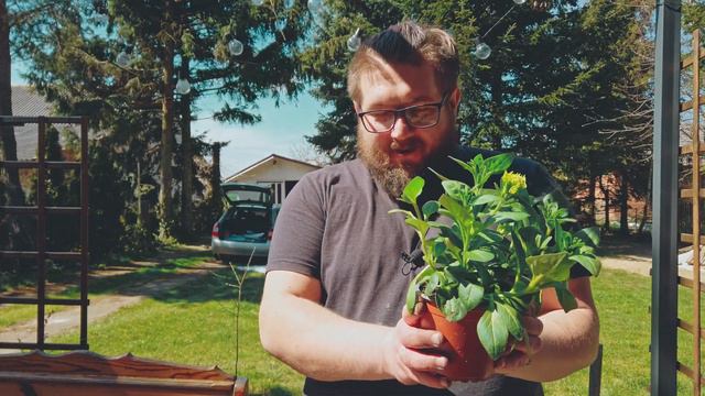 [VL_034] DONICZKA ZE STAREGO CZAJNIKA | Sadzimy Petunię Origami | #doniczka #petunia #czajnik #ogró смотреть онлайн