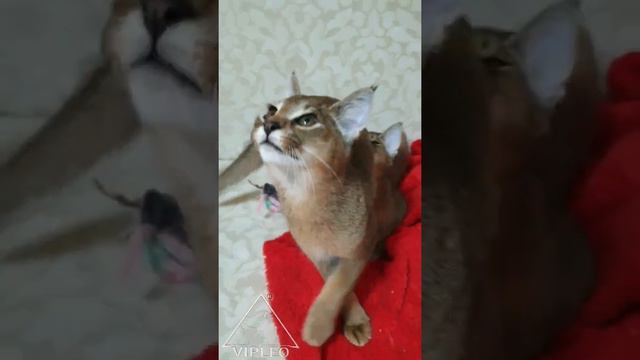 Каракет. Смотри как мы умеем. Caracat From VIPLEO.