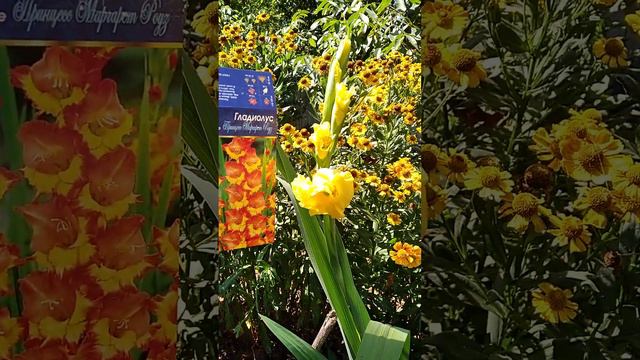 Гладиолус Принцесс Маргарет Роуз Gladiolus L. Princess Margaret Rose смотреть онлайн