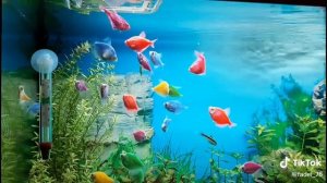 Тернеции кормление