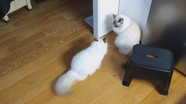 Karate Kid Ocean смотреть онлайн