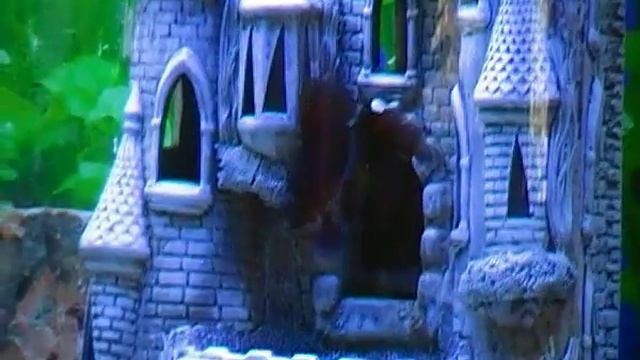 аквариум,в мире животных,уход за аквариумом смотреть онлайн