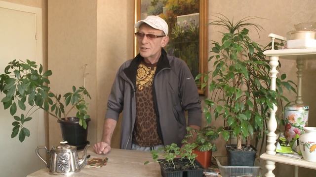 Джентльмен у дачи: томаты «Шоколандия» смотреть онлайн