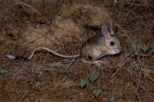 Послушаем мудрый писк тушканчика