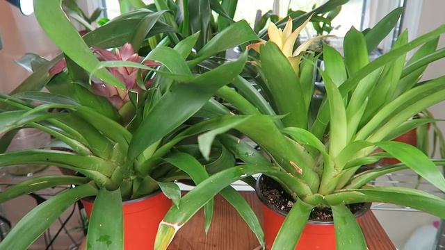 Bromelias después de Floración que hacer? Separar hijos? смотреть онлайн