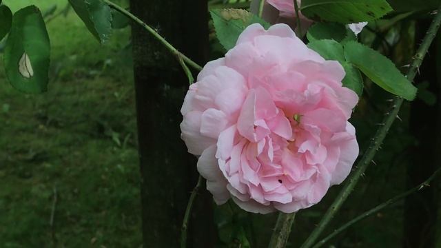 Rosier Grimpant 'Constance Spry®' Peigné par l'araignée. смотреть онлайн