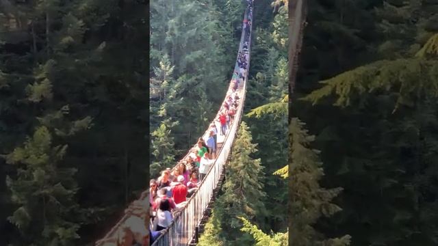 The Capilano suspension bridge смотреть онлайн