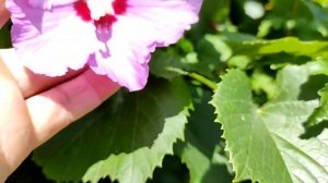 Ред Ай роза ?радует каждый день.