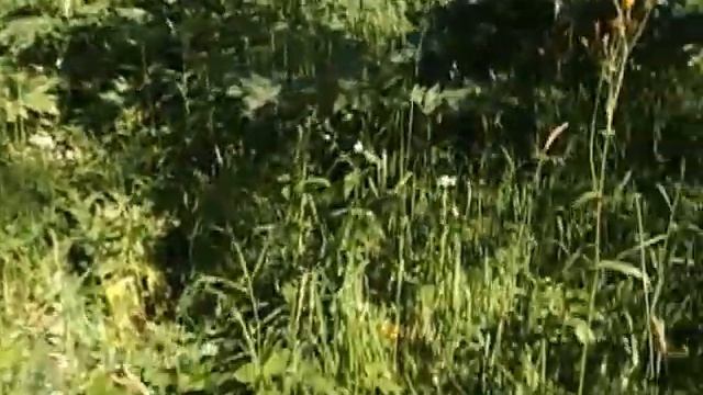 Россия. Сибирь. Река Томь. смотреть онлайн