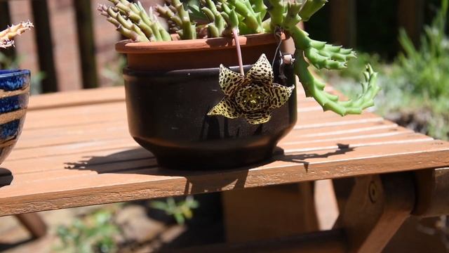 Stapelia (Orbea) Variegata - A Flower And A Seed Pod June 2022