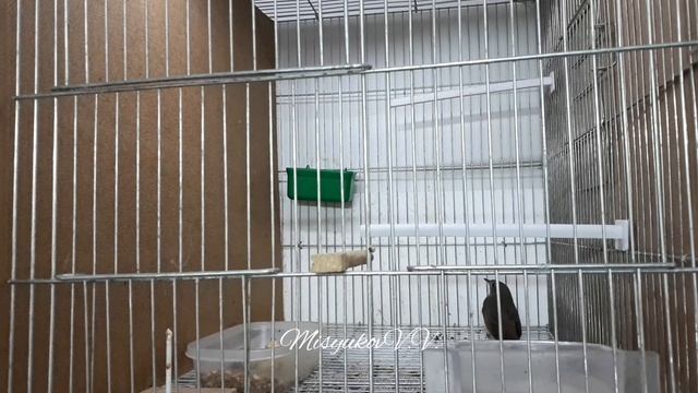 Соловей (Luscinia megarhynchos) смотреть онлайн