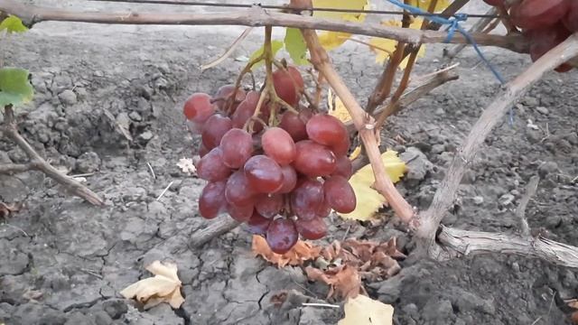 ГФ Винограда ЛЮДОЧКА (Железненко А.). 29.09.2023г. смотреть онлайн