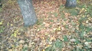 Поездка за дровами на мотоблоке