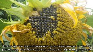 Как вырастить подсолнух