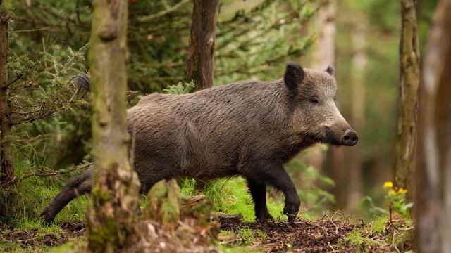 Интересные факты о диких кабанах смотреть онлайн
