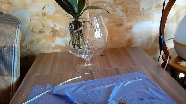 Групповая посадка орхидей фаленопсис. смотреть онлайн