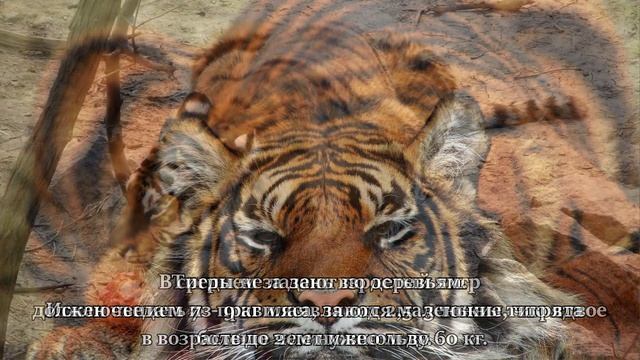 Факты о тиграх \ Facts about tigers смотреть онлайн