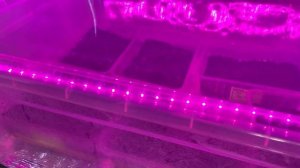 ПАРНИК ДЛЯ РАССАДЫ домашний, для черенкования и выращивания. Нюансы.