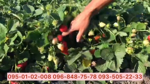 Клубника НСД Мальга 12.09.2019 смотреть онлайн