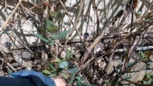 ЖИМОЛОСТЬ КАПРИФОЛЬ. ФОРМИРОВАНИЕ. УХОД.