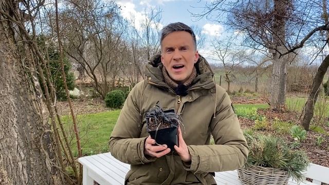 Planting Black Mondo Grass. Planting Ophiopogon Planiscapus 'Niger'. Garden Video. Baltic Gardening