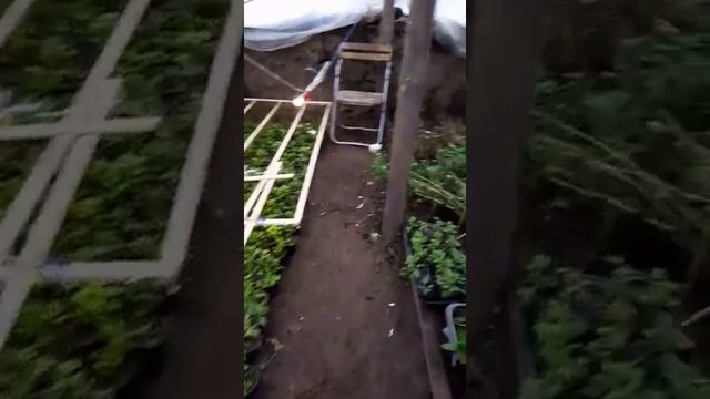 Хризантемы(1) смотреть онлайн