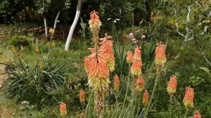 Книфофия из семян, условия выращивания #книфофияизсемян