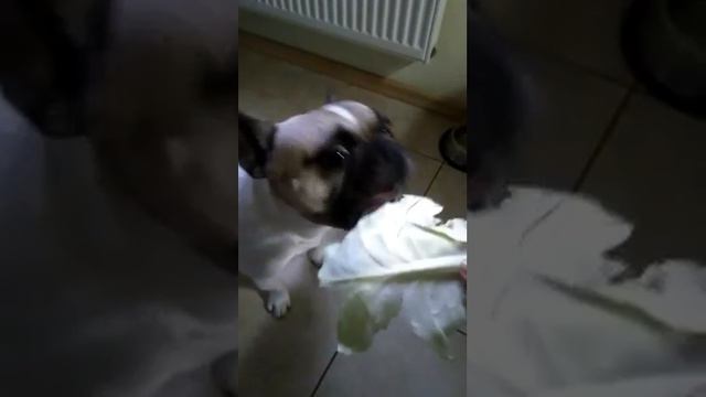 Французский бульдог обожает капусту смотреть онлайн