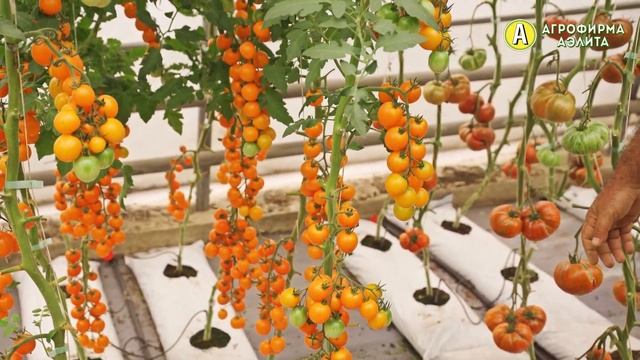 Высокоурожайный ОРАНЖЕВЫЙ черри томат смотреть онлайн
